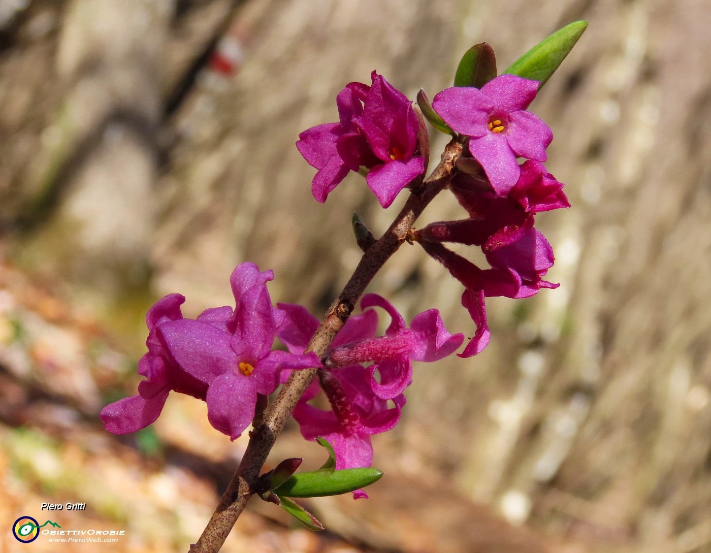 42 Daphne mezereum - Mezereo.JPG